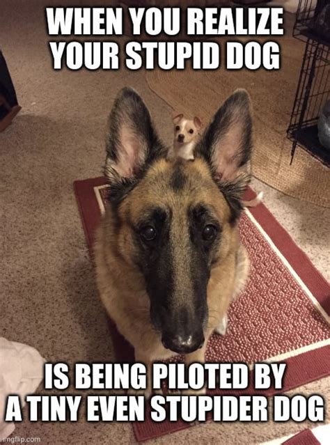 the bork leading the shmork : r/meme