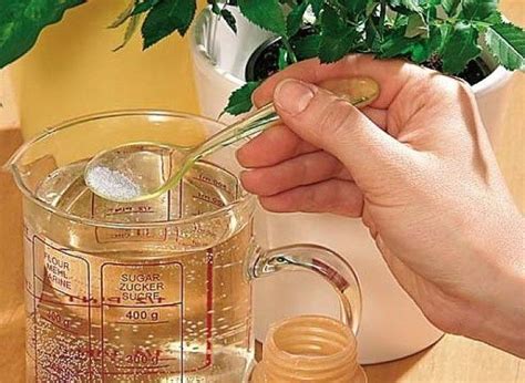 Невероятно! Эти подкормки для комнатных растений способны оживить даже ...