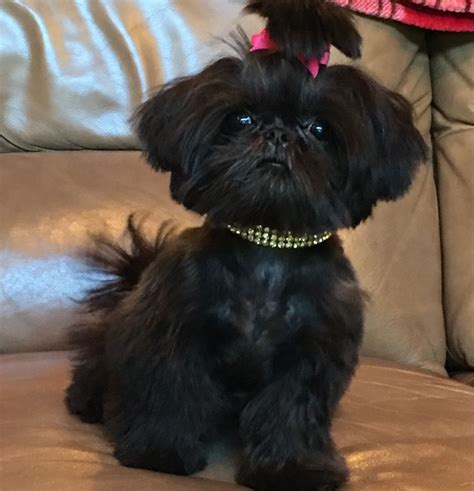 Adorable Black Shih Tzu Puppy on a Couch