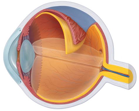layer diagram quizlet