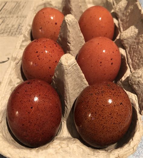 10 Black Copper Marans Hatching Eggs - PEACE FARM STORE