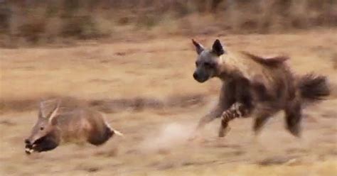 Watch: Aardvark pulls off surprisingly speedy escape from hyena on the ...