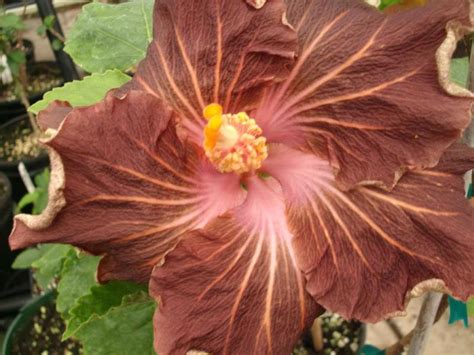 Купить семена Гибискус Hibiscus Electric Brown в Москве: доставка семян ...