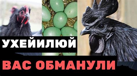 Какие куры несут зеленые яйца? Куры породы ухейилюй, лакеданзи ...