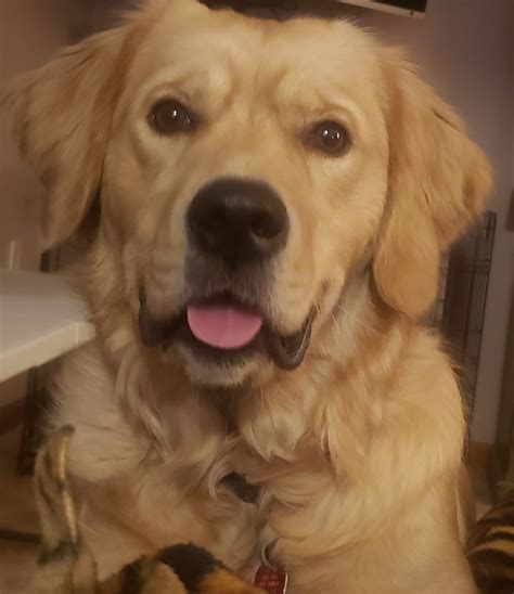 10 months old, my beautiful girl | Golden Retriever Dog Forums