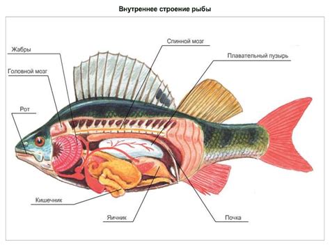 Класс Костные рыбы - online presentation