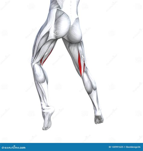 3D Illustration Back Upper Leg Human Anatomy Stock Illustration