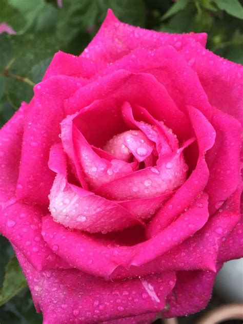 Acapella rose | Rose, Flowers, Plants