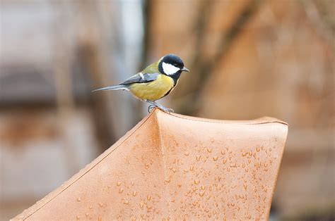 Great Tit | Great Tit - Parus major - Большая синица Russia,… | Flickr