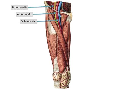 Anatomie