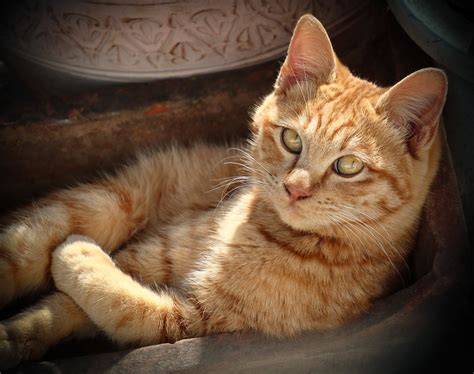 animals cats   viewer mammals hd wallpaper rare gallery