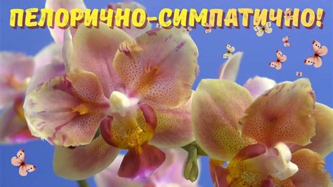 Пелорично-симпатично! Пелоричные фаленопсисы радуют, удивляют, огорчают ...