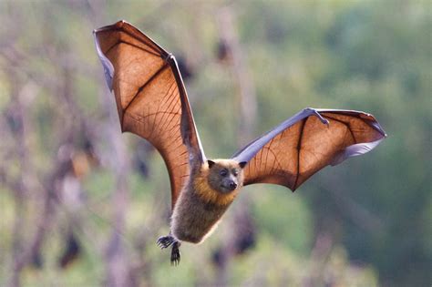 understanding   maas  maas aviation