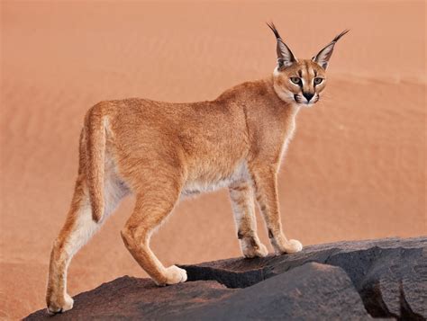 largest domestic cat breeds   world hubpages