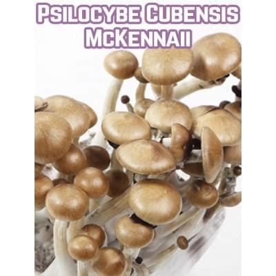 Купить споры грибов Psilocybe Cubensis McKennaii Киев и Украина