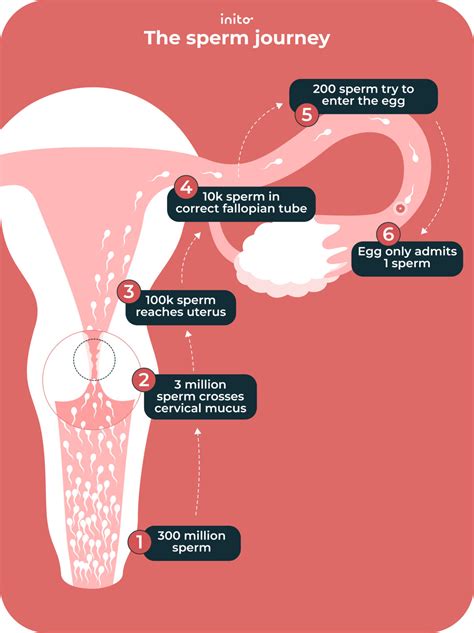 does sperm help with constipation 1