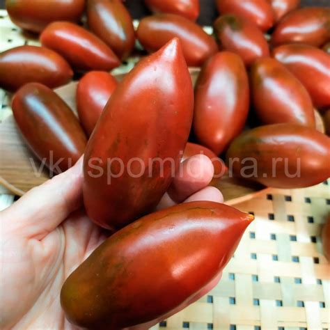 Купить семена томата сорт Сосулька черная