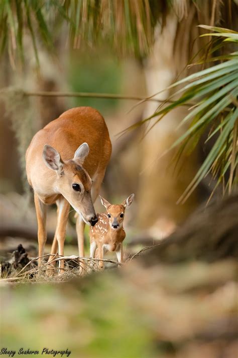 Don't Ignore This: The Bambi Doe Leak And Its Immediate Impact Image 11