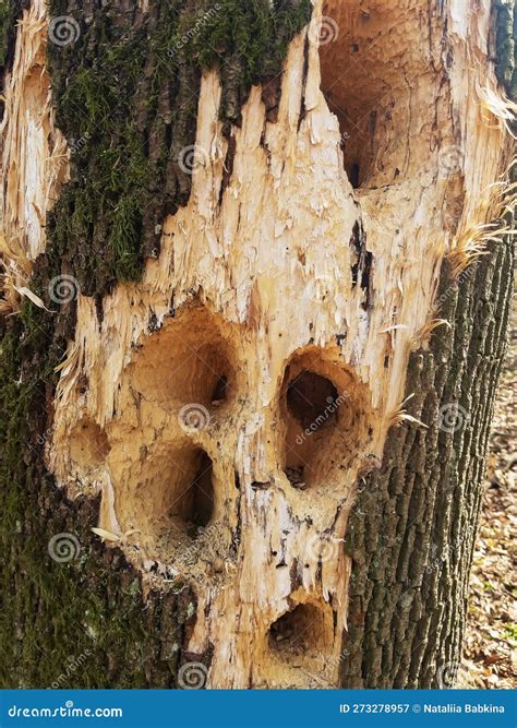 Holes in Wood. Woodpeckers Destroy Trees in Berdsk. Birds Gouge Mostly