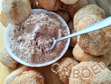 500 грамм - Ежевик гребенчатый (мицелий). ЛУЧШАЯ ЦЕНА!: 994 грн ...