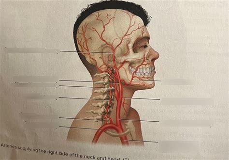 arteries supplying   side   neck  head diagram quizlet