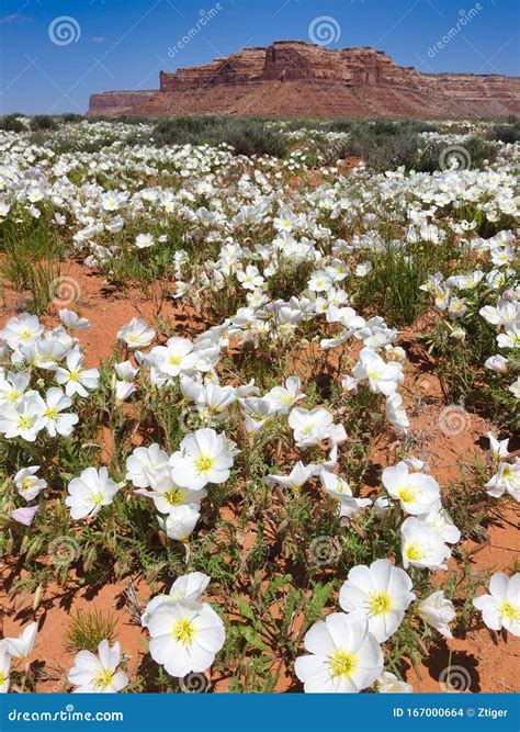 White Evening Primrose in Bloom, Utah Stock Photo - Image of bloom