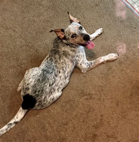 Chow Australian Cattle Dog Mix