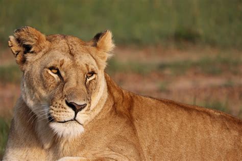 [100+] Lioness Wallpapers | Wallpapers.com