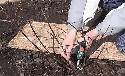 Гортензия Полярный Медведь: метельчатая, фото, посадка и уход, описание ...