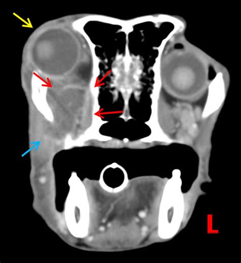 Retrobulbar abscess – When the eye protrudes – VetRad