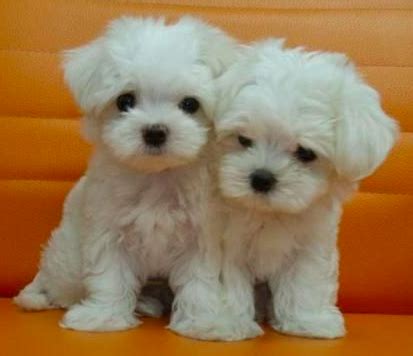 All you need to know about your bichon – Artofit