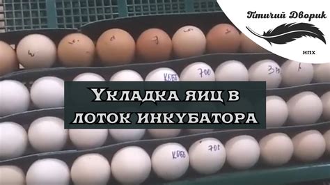 Укладка яиц в лоток инкубатора - YouTube