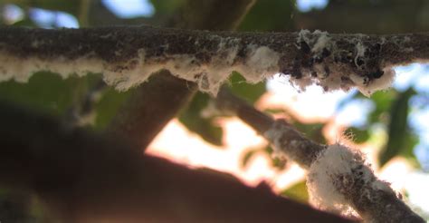 Mi Jardin ...y mi Huerto: plagas y remedios que me han funcionado...