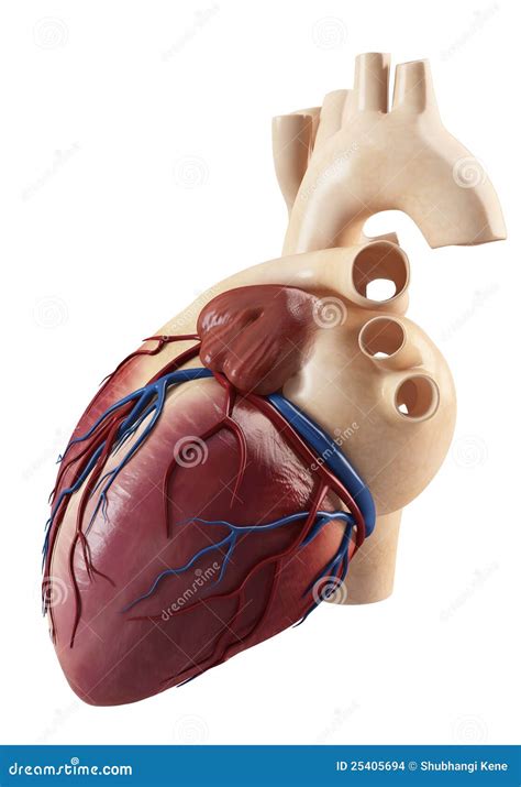 anatomy  side view   human heart royalty  cartoon