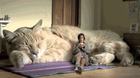 Самый большой кот в мире в книге рекордов Гиннеса
