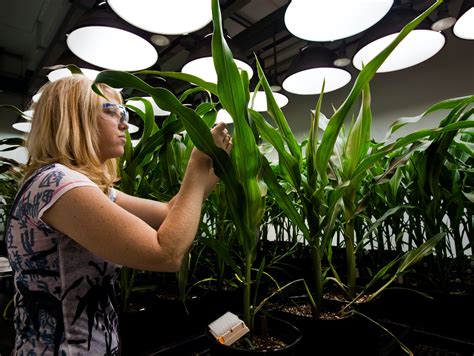 How Genetically Modified Crops Will Feed a Hungrier World | Inverse