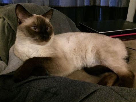 My Siamese, Meezer :) | Cat love, Cute cats, Oriental shorthair
