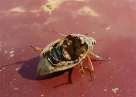 Zombie Bugs – Very Creepy | The Ugly Minute