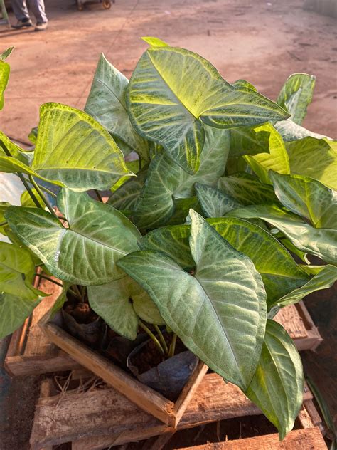 Plantas Para Sombra: Descubra 11 Espécies Perfeitas Para Usar Em Áreas