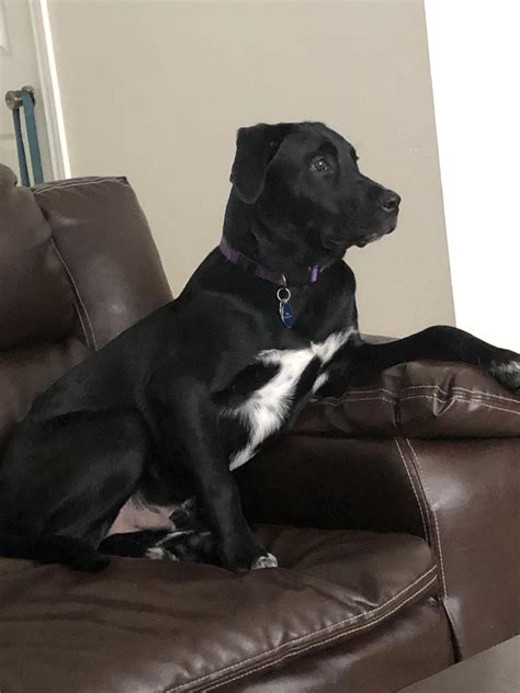 6 month old puppy? No, he is a 40 year old man : r/rarepuppers