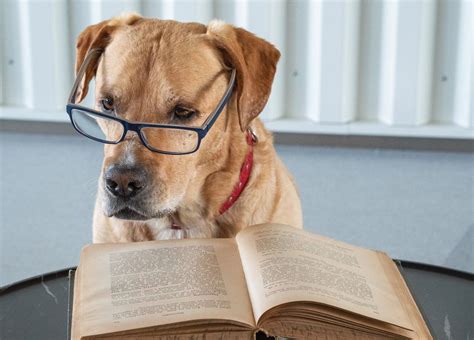 science  dog training methods