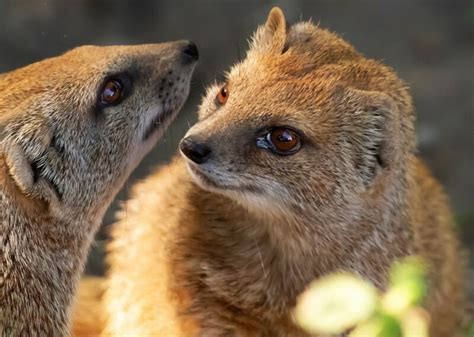 Do Mongooses Make Good Pets? Legal Facts & Considerations | PangoVet