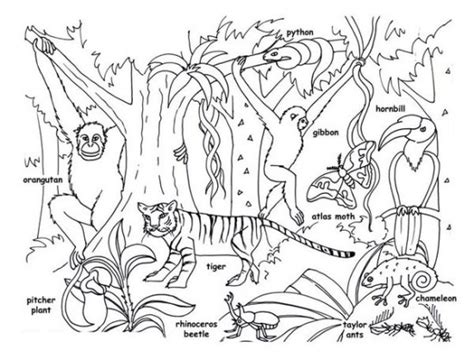 7 Best Images of Rainforest Plants And Animals Printables - Tropical ...
