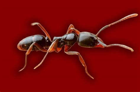 Not Just Bees: Beware of Surging Asian Needle Ants Whose Bite Can Cause ...