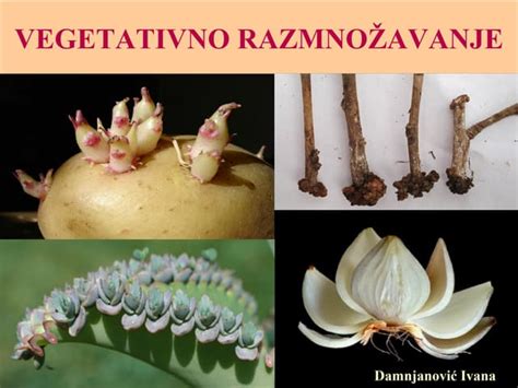 Razmnozavanje biljaka