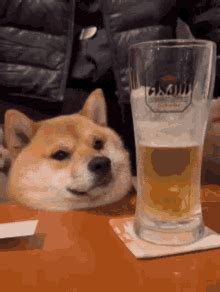 Beer Dog Beer GIF - Beer Dog Beer - Discover & Share GIFs