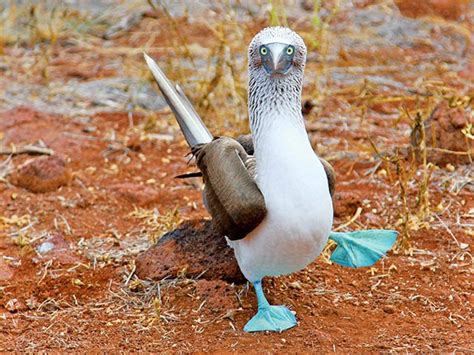 「ナショナル ジオグラフィック エンデバーⅡ」でめぐる 世界遺産 ガラパゴス諸島 | 株式会社グローバル