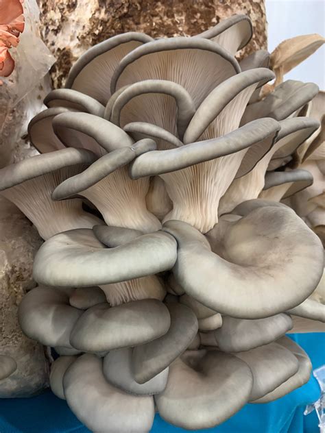 Mushroom Grow Kit – Mushroom Maggie's Farm