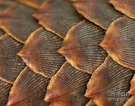 Pangolin Scales by Natural History Museum, London/science Photo Library