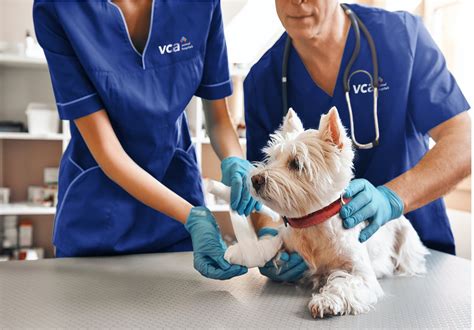 Book A Vet Appointment With VCA Animal Hospitals